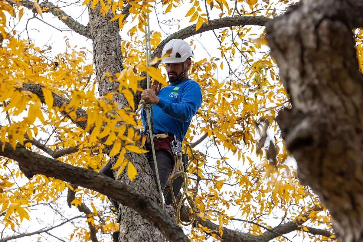 Skilled Tree Trimming crew working in Haddam